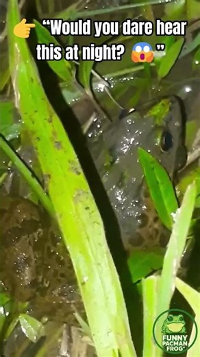 Creepy Frog Call at Midnight 🐸😱 | Horror Night Pacman Frog