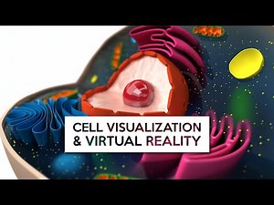 Can Virtual Reality Help You See Cells?