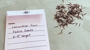 Seed Saving Envelope - DIY Print & Cut Craft - Instant Digital PDF Download - Etsy Canada