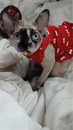 Sphyx cat February dresses #follow #cats #valentinesday #Sphyx #pets #cute #red #pets #love #fun