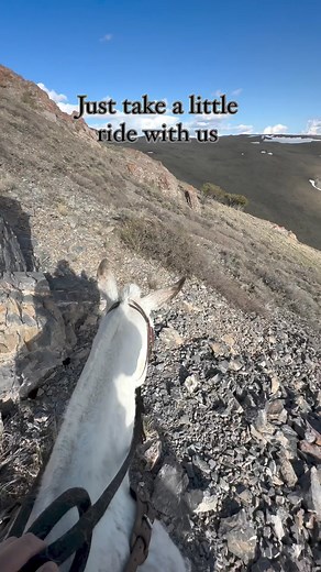 Sit back and enjoy the ride with us 😌 … #mules #mule #equine #equines #horses #horse #horseback #hoofbeats #horsesofinstagram #equinesofinstagram #mulesofinstagram #trailriding #hosebackriding #ride #trail #mountains #pretty #views #mountainlife #outdoors #outside #beautiful | Mountain Built Mules