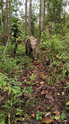 "🐘 Characteristics of an elephants " Elephants are highly intelligent and complex social animals. They show affection, empathy, and emotional depth, expressing a wide range of feelings such as sadness, joy, and concern for others in their herd. The nature of elephants can be summarized into several key aspects: 1. Social Animals Elephants typically live in herds, especially females and their young, led by the oldest female known as the “matriarch.” Males usually leave the herd when they reach m