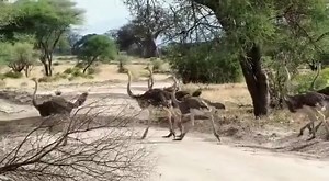 Did you know that ostriches are the fastest running birds in the world?🪶 Not only that; they are also one of the fastest animals in Africa. With their long legs ostriches can run up to 70 km/h (45mph). They can maintain a steady 60 km/h over enormous distances. Very impressive, right? 🤩 #tanzaniaspecialist #tanzaniasafari #safaritanzania #africasafari #safariafrica #safaritour #wildlifesafari #serengetinationalpark #serengeti #exploretanzania #traveltanzania #visittanzania #visitafrica #travel