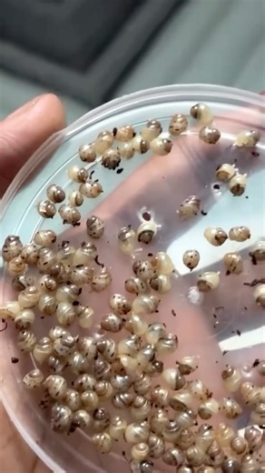 Teja on Instagram: "My Albino Giant Snails have had babies! 🐌✨ Tiny newborn snails moving around in the enclosure — such a cool moment to capture. Their growth is going to be amazing to watch over time 🤍🌿 New life never gets old! . . . #giantsnails #snailbabies #snailbreeding #albinosnails #microhabitat #exoticpets #petvlog #tejaspettales #snailcare #snailkeepers #naturemoments #petupdates"