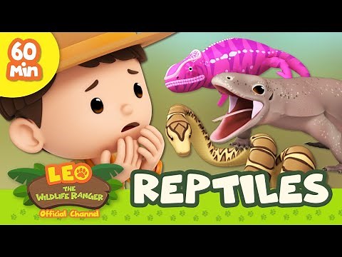 Dinosaurs, Dragons and More! 🦖 Leo the Wildlife Ranger 1 HOUR Animal Special | Kids Cartoons
