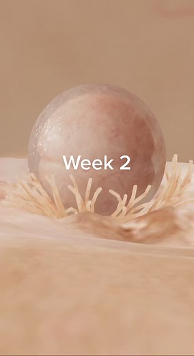 Read and see the development of the fetus week by week. #preggers #pregnancy #pregnancyweeks #fetus #pregnancytiktok #pregnantlife #preggomama