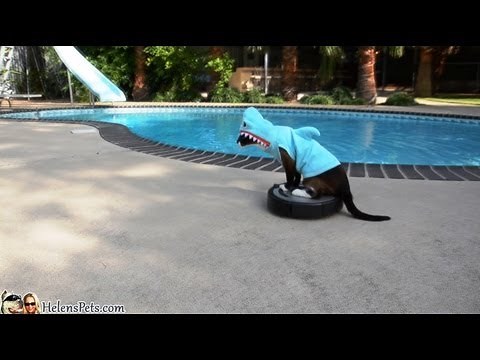 #SharkCat and Swimming Pool. #SharkWeek