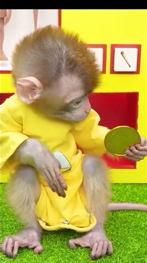 #monkey #monkeybaby #animalshome