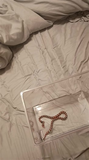 Feeding My Baby Arizona Mountain Kingsnake