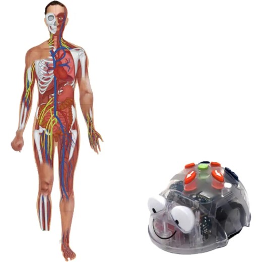 TTS Blue-Bot Programmable Robot with Human Body Activity Mat Bundle - Rechargeable STEM Coding Floor Robot Toy for Kids - Interactive See & Say Educational Robotics Learning Kit | Age 3+