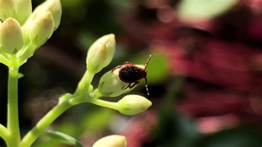 Summer of Bugs: Creepy Critters Invade Northeast and Midwest