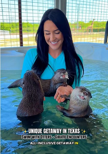 Stay at @Blue Hills Ranch, a 150-acre ranch with 200 animals where you can customize your stay with giraffe encounters, safari rides, swim and playtime with otters, private chef dining & more. One of the most unique getaways in Texas! 🦒🦥🦓🦦🦘 📍Blue Hills Ranch - McGregor, TX #giraffes #swimwithotters #animalexperiences #texastravel #texas