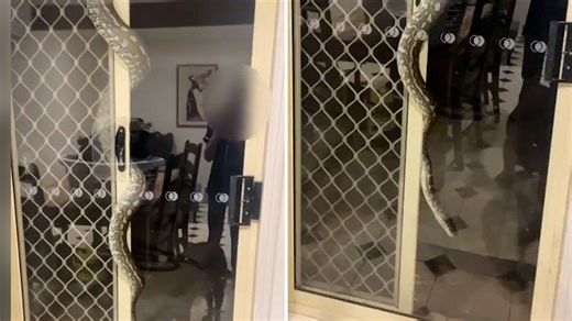 Gold Coast residents given freight of their life after balcony find