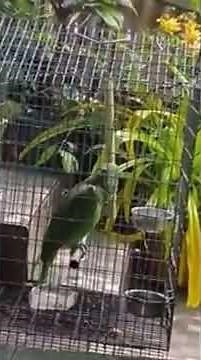 PARROT SINGS SIA'S CHANDELIER