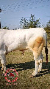 chianina bull _ GME ranch | ZinZira bazar Gorur HaAt