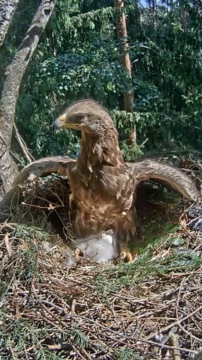 Review Birds Nest [reEp307], Parent birds brings food to feed their family #birdslife #reviewbirdsnest #birds #birdslover #birdlife #birdsounds #birdphotography #birdwatching #wildbirds #videoviral #naturelovers #babybird #birdnest #viralvideo #birdsofinstagram #animallover #viralreelsfb #wildbird #birdschirping | Review Birds Nest