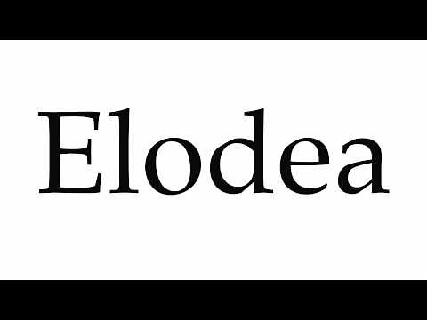 How to Pronounce Elodea