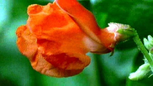 Runner bean plants growing