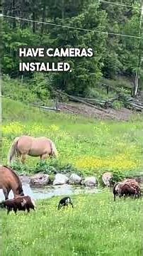 How to Set Up Cameras at your Barn for Workshops, Sessions & Security