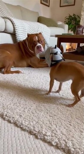 Big Dog Scared to the little Doggie #dogshorts #animals #dog