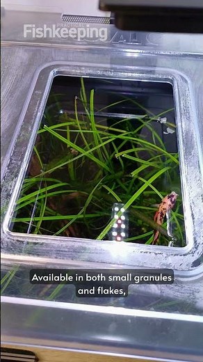 Fluval Bug Bites- a great food for bettas!