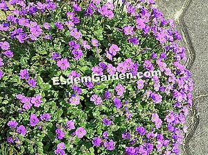 Plantas Alpinas 🌿 Todo Sobre Jardinería Y Diseño De Jardines - 2025