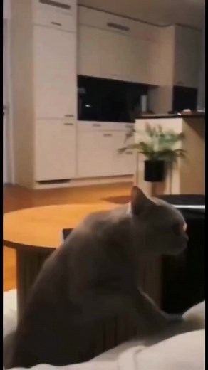 Le chat le plus drole du monde ! 🤣#humour #drole #parodie #rire #chats #cats #fun #funny #chatons #chatsdroles#funnycatsvideos #vidéoschatsdrôles #hilarious #comique #hilarant | 1gras1fille