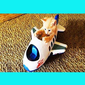 Healing cute cat and dog funny video 2018 😍😍😍😍 | Pet Funny Video