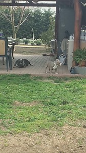 Fooling arround 😬😬😬 | Gavrilescu Big Dogs Romania