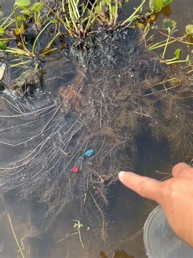 Amazing betta fish in lake #bettafish #beautiful #fishing