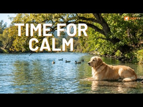 When Your Dog Feels Anxious, Turn This On 🐶 Gentle Water Sounds