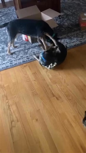 Tiny Cora learns to be a little more submissive before going to her furever home in Alaska! My favorite foster pup ever! | Deb Smith