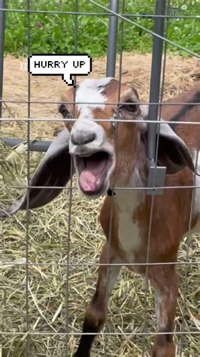 Baby goat screams like a human after getting stuck in hay feeder on New York farm
