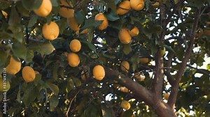 Close up on a lemon tree full of yellow and mature lemons. 4K 30fps