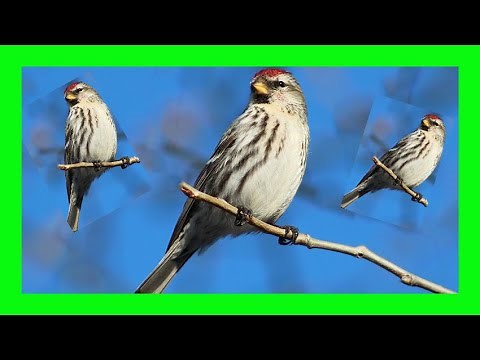 Common Redpoll Bird Song, Call, Sound, Voice, Chirping - Pardillo Sizerín Canto - Acanthis Flammea