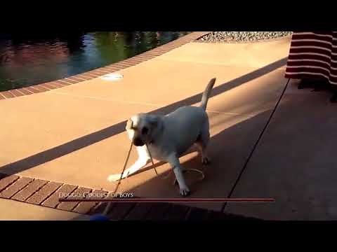 doggo the goodest of boys