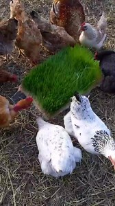 3.2K views · 15 reactions |  WHY HYDROPHONIC FODDER FEED! ...