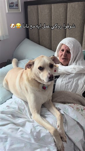 مين فيكم كلبه/كلبها كده؟ 😂🐶 #rockynj #نانا_روكي #الشعب_الصيني_ماله_حل😂😂 #ضحك #fyp