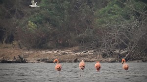 Flamingos flaunt their feathers near NASA's Kennedy Space Center
