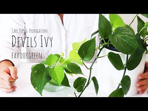 How To Grow A Devil's Ivy | Pothos plant Care Tips and Devil's Ivy cuttings propagation