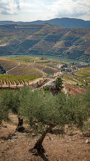 The Douro Valley’s iconic terraces were carved into the steep hillsides to make grape growing possible. 🍇 These hand-built steps help control erosion, capture sunlight, and create perfect conditions for producing Portugal’s famous wines. A landscape shaped by centuries of hard work. #DouroValley #TerracedVineyards #VisitPortugal #WineRegion #PortugalTravel #VineyardViews #PortWine #UNESCOHeritage #ScenicPortugal #ExplorePortugal | Jacob Jimenez Photography