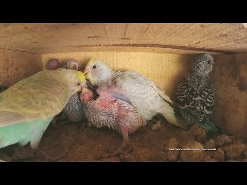 Parakeet Chicks Sounds Inside Nest Box - Blue & Cream Baby Budgie