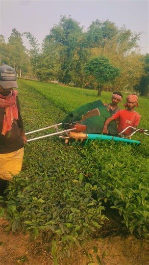 Siliguri chai Patti wholeal two mon tea cutting machine