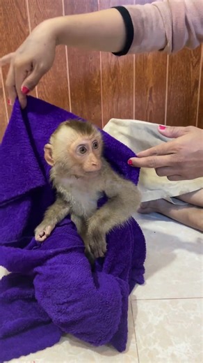 baby monkey covering with a towel - Monkey TanTan 1➡️Video Please check:https://www.monkeywild.info/blog/baby-monkey-covering-with-a-towel-monkey-tantan/ | Monkey Wild