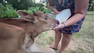691K views · 10K reactions | its been a tough week for this little longhorn but we feel like she has much brighter days ahead | Longhorn Lester's | Facebook