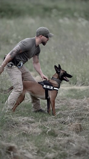 TACTICAL-K9-FAMILY by M.Rogosin | Dog Training & Coaching on Instagram: "„E.D.D. Training“ . Detection work on „DBSP“ with Athena . Part 3 of our detection training … . EXTRA INFORMATION: Pulling on the leash toward “searching area” is not so bad! Because the dog is already in charge to search and work. DONT stop their will by putting correction and obedience on them . Some other important points are independent work etc . We will switch our EDD Training now to Military Standards and work (as fa