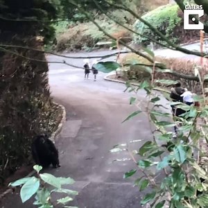 Check out the moment a group of chimps escaped their zoo enclosure! 🐵 Have you got any incredible videos you want to share? Direct message to collaborate with us. 📩 | Caters News