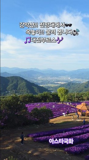 거창군 감악산 별바람 언덕 아스타국화 25년 9월26일 대전부르스//조용필 🎏여수밤바다》거창군 감악산 풍력단지 아스타국화 축제