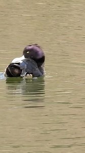 ⚠️⚠️Tufted duck⚠️⚠️ #porronmoñudo #ducks #tuftedduck #anatidae #waterfowl #season | Duckhuntingg