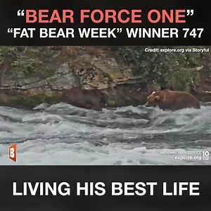 54K views · 1.3K reactions | Meet 747, the brown bear weighing 1,400lbs (635kg), in Katmai National Park, Alaska, that won the 2022 "Fat Bear Week" showdown. Fat Bear Week is an annual week-long bracket competition where voters around the world can pick their favorite bear. | Breitbart | Facebook